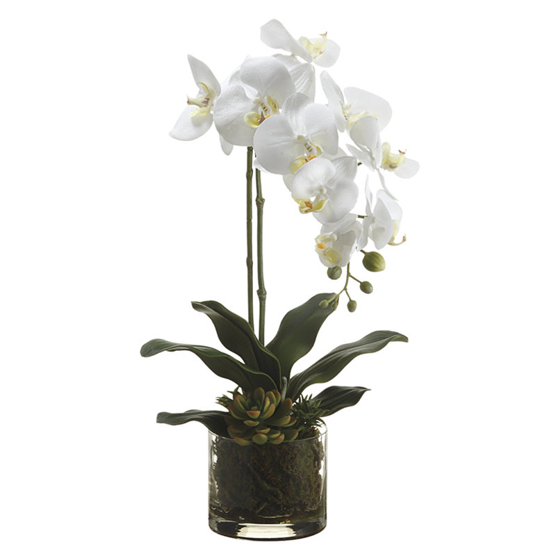 20 pouces phalaenopsis / echeveria    