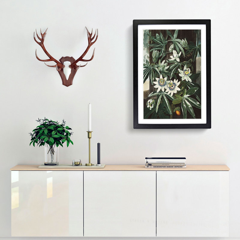 Bluecrown Passionflower by R.J. Thornton - Picture Frame Graphic Art Print, Black Framed, 65cm H x 48cm W x 2cm D