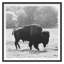 Bison Fall Print by Chris Dunker-525201718-525201712