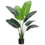 Plant-1598778491-1598778485