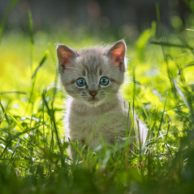 " Kitten "