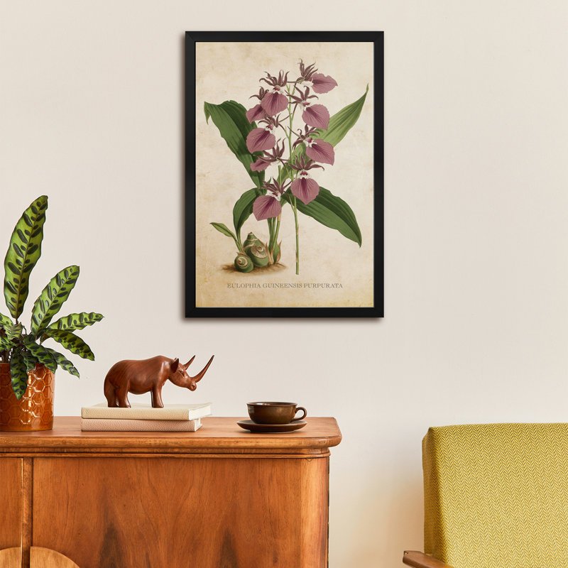Orchidée rétro - affiches de qualité supérieure Eulophia Guineensis Purpurata, H 32 po x l 24 po
