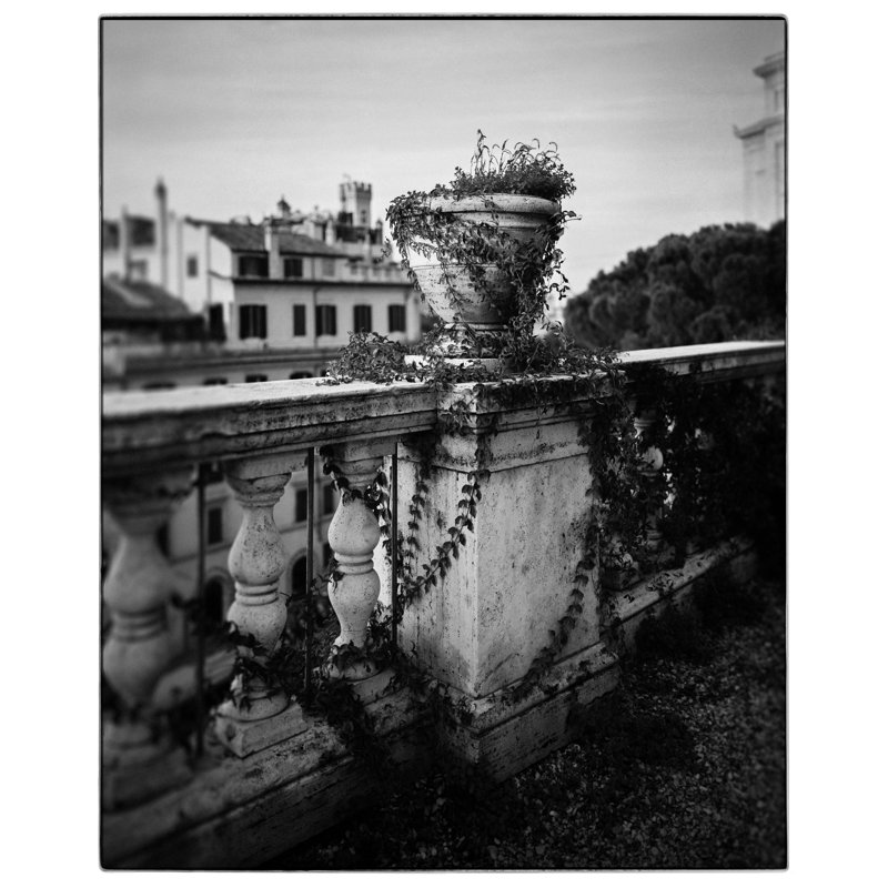Italian Ivy - Picture Frame Photograph, 35.5" H x 29.5" W, Natural Framed