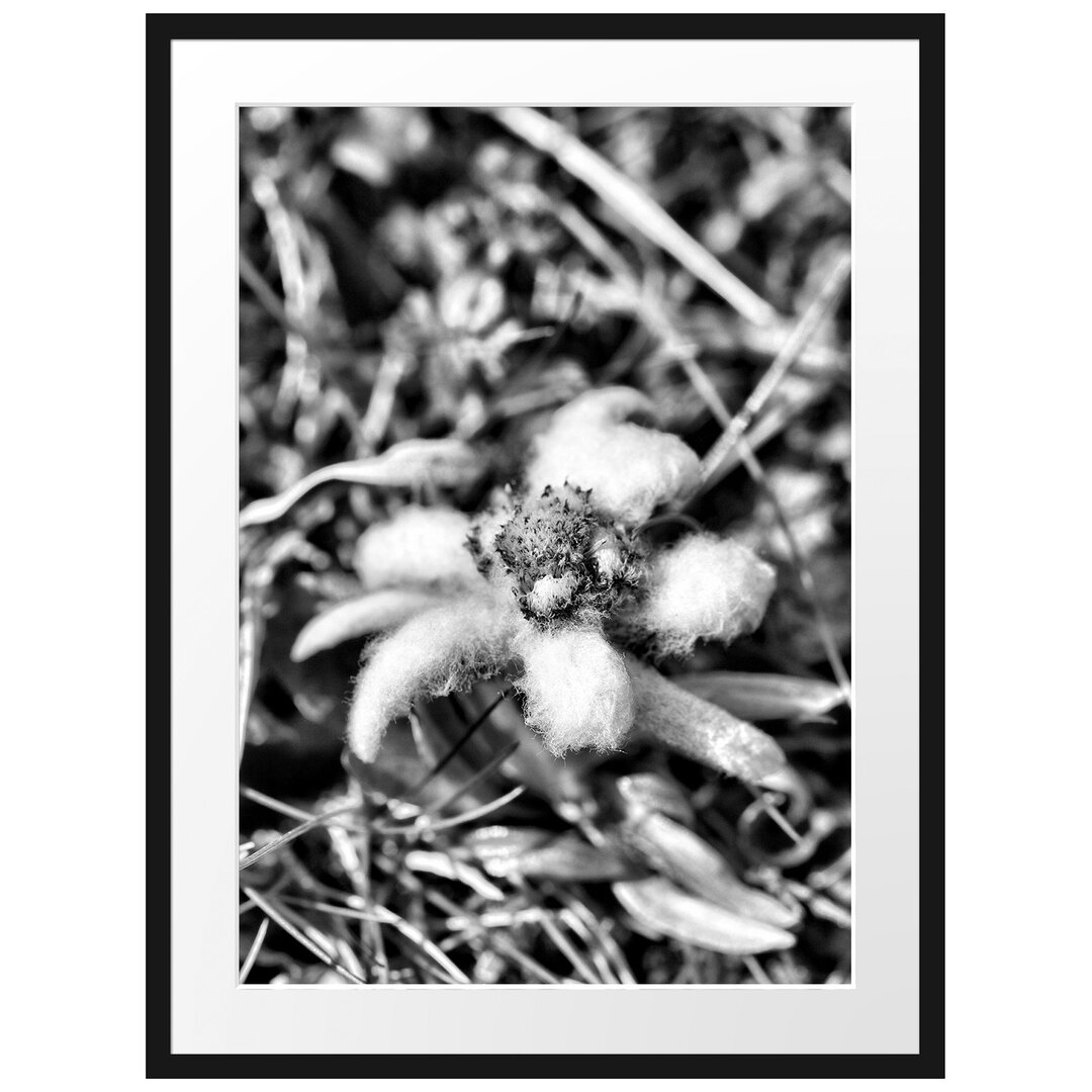 Gerahmtes Poster Fluffy White Flower