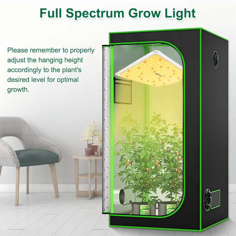 Naomi Grow Light