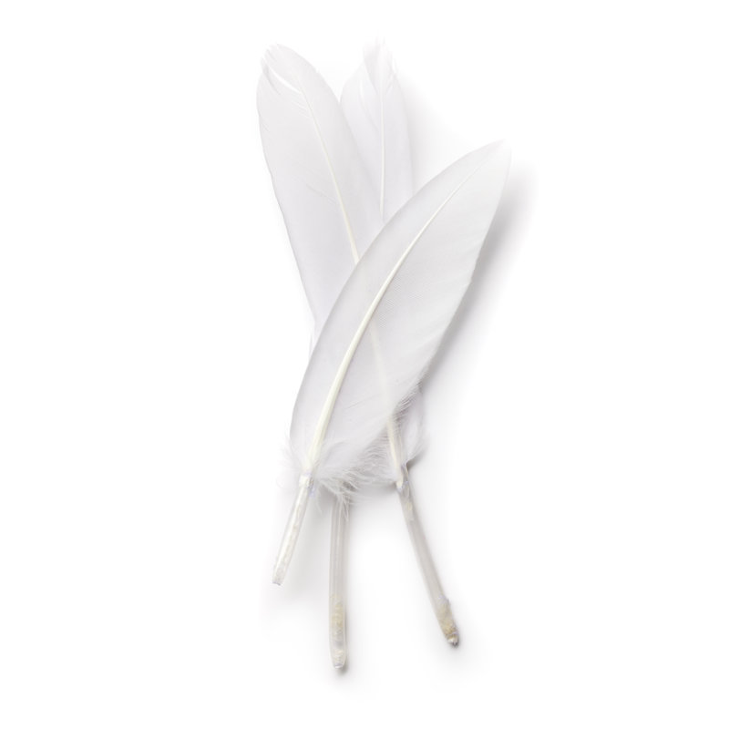 Three White Feathers by Bill Oxford, 36" H x 24" W