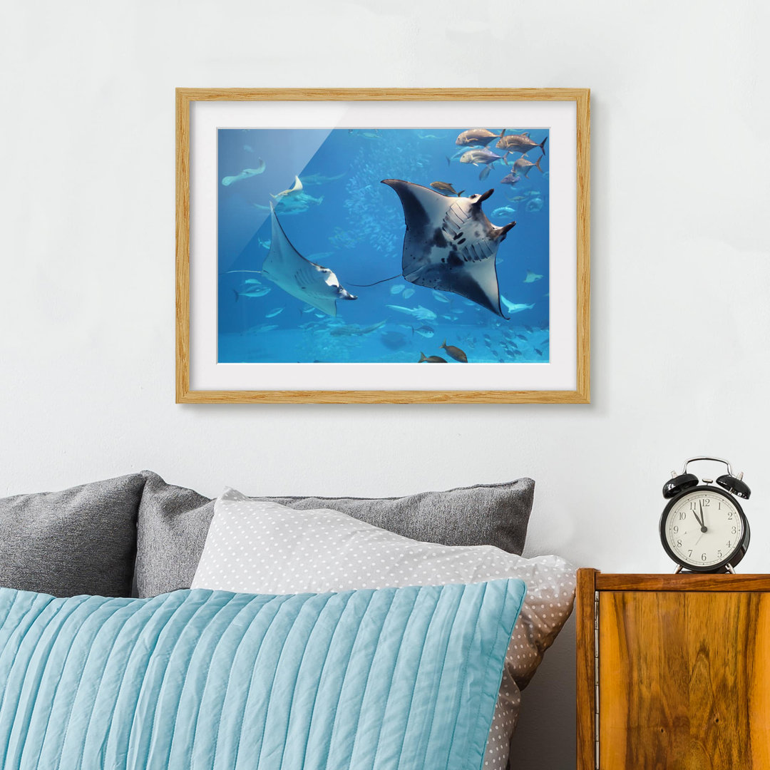 Gerahmtes Poster Manta Rays