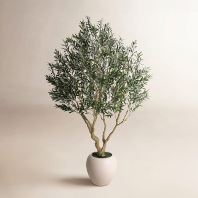 Ashwell 96" Olive Tree in Pot