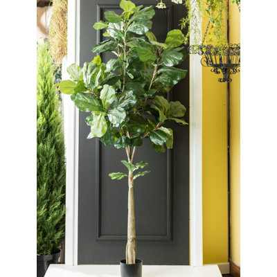 Arbre Edwad