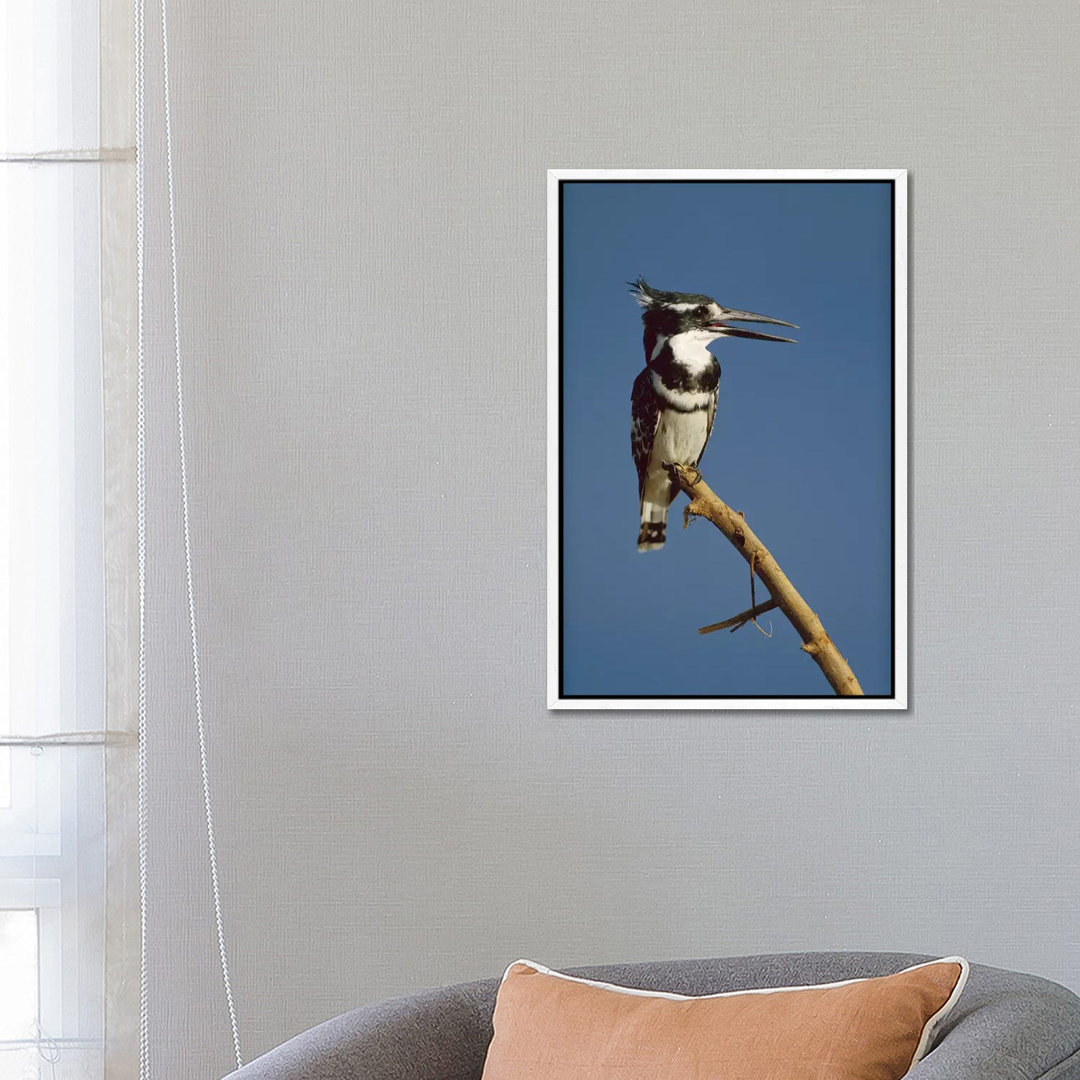 Pied Kingfisher Calling, Kenia von Tim Fitzharris - Galerie-verpackte Leinwand Giclée