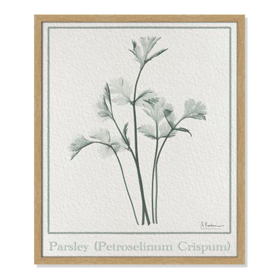 Jeanette "Parsley II" Print by Albert Koetsier