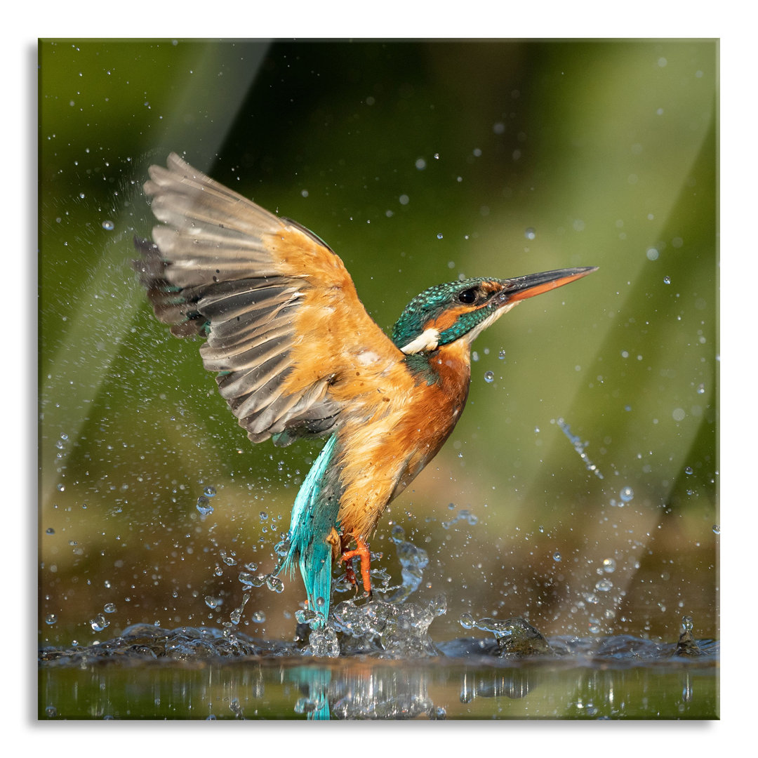 Glasbild Eisvogel auf der Jagd nach Fischen