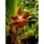 Red Face Orchid Print by Tom Kostes-65828069-65852887