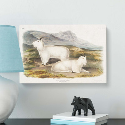 Rocky Mountain Goats by J.W. Audubon - Wrapped Canvas