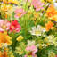 Chrysanthemum Arrangement