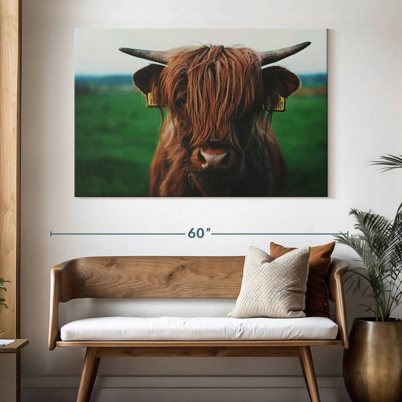 Gros plan sur une vache Brampt Highland, H 34 po x l 51 po