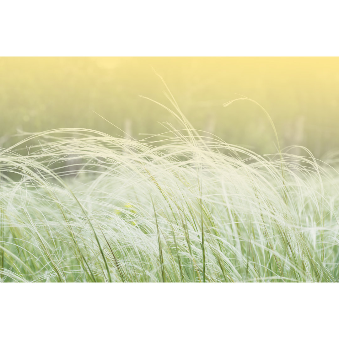 Leinwandbild Weißes Federgras Nahaufnahme, Halme Spike in einem grünen Feld Sommer warmer Tag, grünes Gras