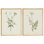 «Vintage Botanical Herb Study», ensemble de 2 reproductions d'art mural encadrées - Illustration de plante verte minimale pour la salle à manger de la cuisine