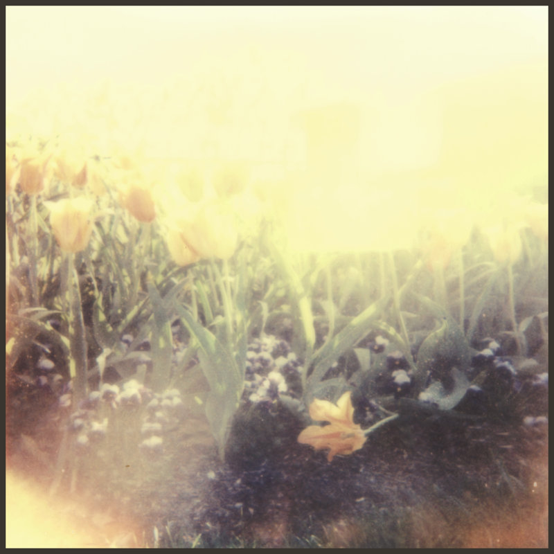 Tulipa Exposta IV by Jason Johnson - Art Prints on Canvas, 30cm H x 30cm W x 3.8cm D