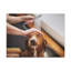 «Cute Tolling Retriever Bath», art mural-1540731227