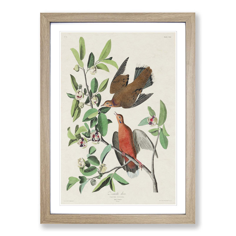 Lenaida Doves by John James Audubon - Picture Frame Painting Print, 36cm H x 27cm W x 2cm D, Oak Framed
