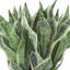 Faux Snake Plant in Fiberstone Planter