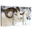 Mouton d'hiver-224352697