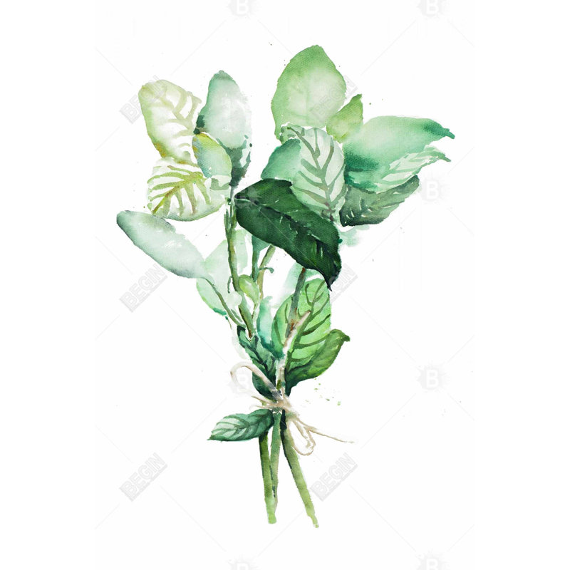 Ensemble de feuilles de basilic Tied Up