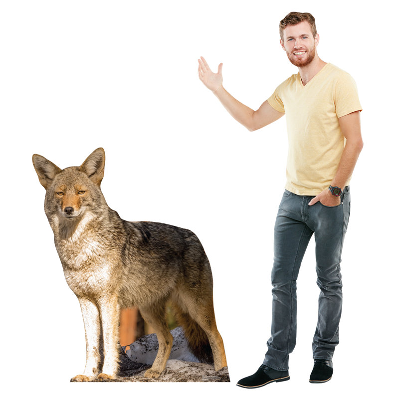 Coyote