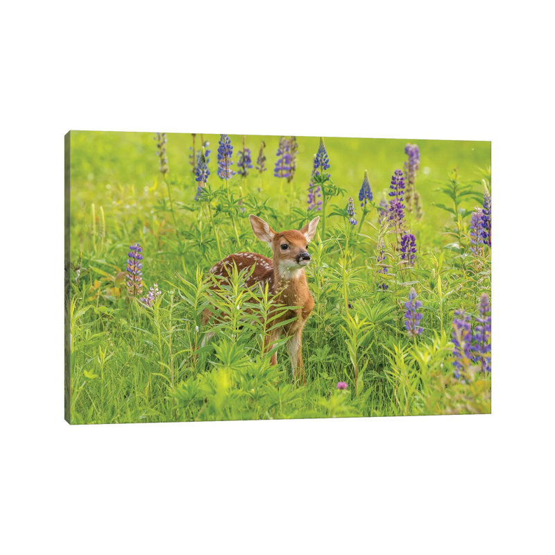 USA, Minnesota, Pine County. Captive Fawn. by Jaynes Gallery - Wrapped Canvas Print, 20.32cm H x 30.48cm W