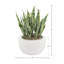 Snake Plant and Moss disposés dans un pot en fibre de pierre