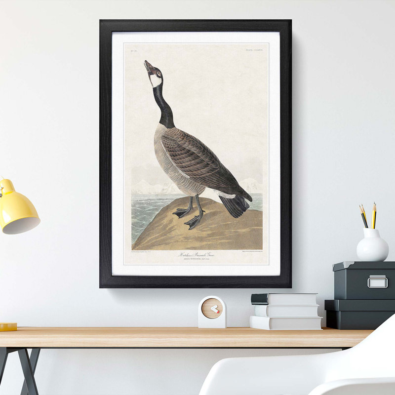 Hutchins Barnacle Goose by John Audubon - Framed Print, 36cm H x 27cm W x 2cm D, Black Framed
