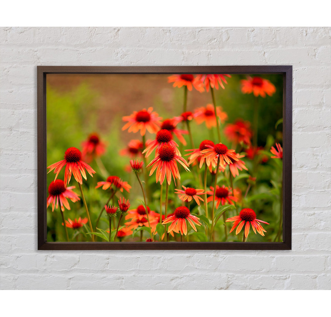 Vielfalt Gänseblümchen - Einzelner Bilderrahmen Kunstdrucke auf Leinwand