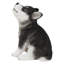 CHIOT SIBERIEN HUSKY PUPPY