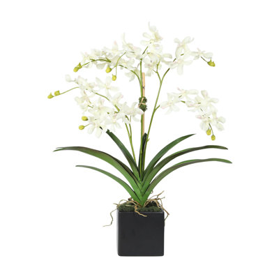 Modern Orchid Arrangement In Black Vase