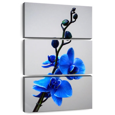 Harnek Blossoming Blue Orchid