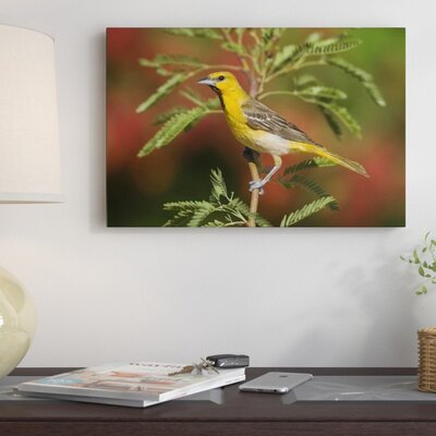 Arizona Santa Rita Mountains 'Bullock's Oriole Juvenile Male' - Photograph Print on Canvas -  East Urban Home, NNAI6822 39917676