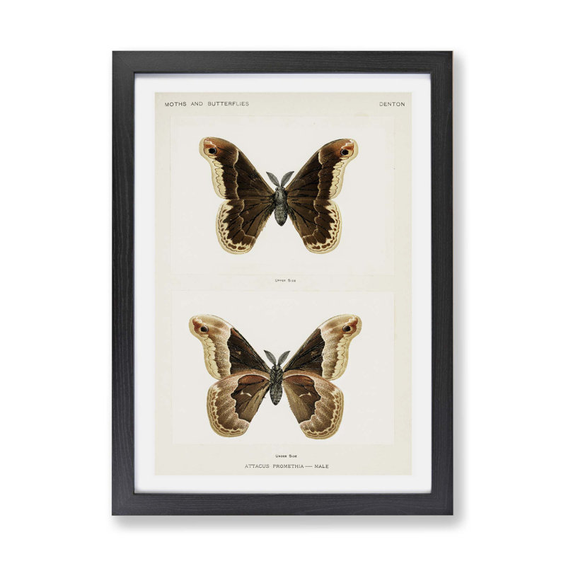 Promethea Silk - moth Moth by S.F. Denton - Framed Print, 24cm H x 33cm W x 2cm D, Black