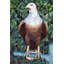 Statue très détaillée d'aigle debout sur une branche d'arbre en bronze 24 po x 28 po x H 66 po