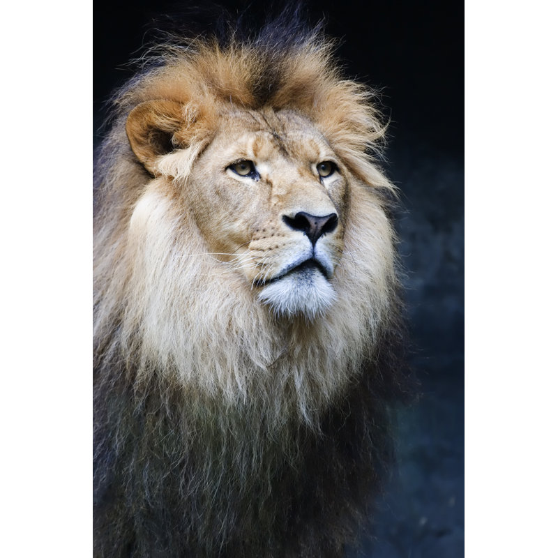Majestic Male Lion by Perception_photography - Wrapped Canvas Print, 30.48cm x 45.72cm