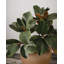 Faux Magnolia Branch