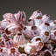 Genuine Purple Acorn Barnacle Cluster (1 Lb)