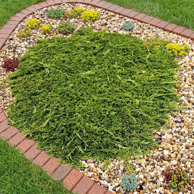 1 gal. Juniper Rug (4-Pack)