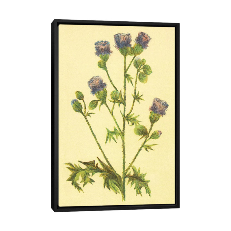 Thistle par PI Collection - reproduction sur toile tendue sur châssis, H 26 po x l 18 po x P 1,5 po, Toile avec cadre noir