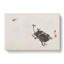 Insects by Shibata Zeshin - Wrapped Canvas-55362221