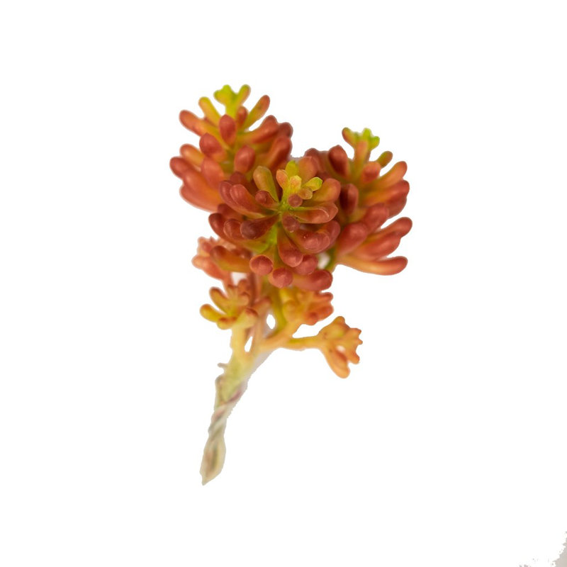 Arbustes sedum flamme