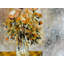 Still Life - 882021 Print by Pol Ledent-65850855-132435341