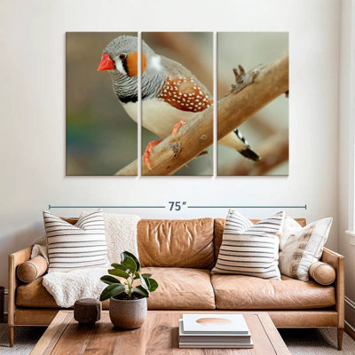Brampt Zebra Finch On A Branch