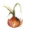 Onion 1 Piece Wrapped Canvas Painting-1163881792