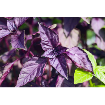 Purple Basil by Justhavealook